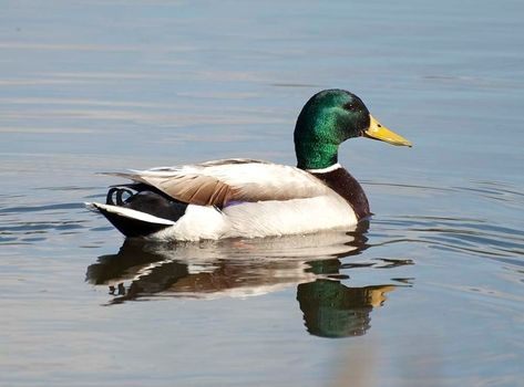 Duck Photography, Duck Species, Alam Sekitar, Drake Photos, Duck Pictures, Mandrill, Duck Art, Little Duck, Wild Creatures