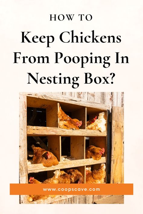 How To Keep Chickens From Pooping In Nesting Box? - Coops Cave Chickens Nesting Boxes, Building Nesting Boxes For Chickens, How To Keep Chickens From Pooping In Nesting Boxes, How To Make Nesting Boxes For Chickens, Easy Clean Nesting Boxes, Easy Diy Nesting Boxes For Chickens, Chicken Nesting Box Ideas Diy Hen House, How To Build Nesting Boxes For Chickens, Diy Chicken Nesting Boxes Simple