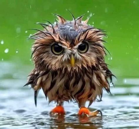 Owl Addict Absolutely stunningly gorgeous Best Photo of The Day!💖 Owl Pictures, Funny Birds, Photo Of The Day, Cute Wild Animals, Cute Animal Photos, Best Photo, Pretty Birds, Cute Animal Pictures, Cute Birds