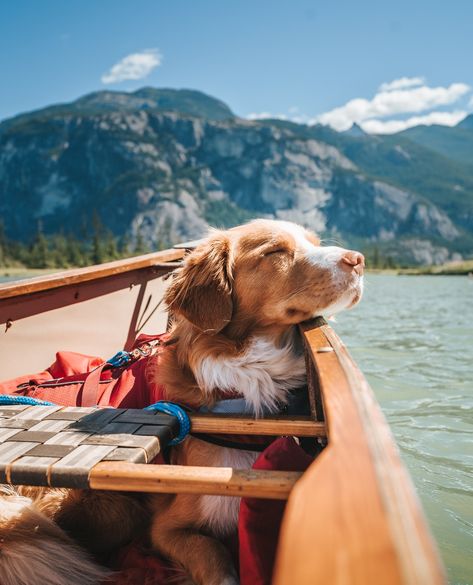 Weekend mood. 😎☀️ It's time to throw on your surf Surf N Turf Life Jacket and go for a ride on the water. https://www.kurgo.com/dog-coat/surf-n-turf-dog-life-jacket/ Kayak Dog, Dog Kayaking, Kayak Life Jacket, Golden Retriever Hiking, Dog Life Vest, Dog Life Jacket, Surf N Turf, Adventure Dog, Nova Scotia Duck Tolling Retriever