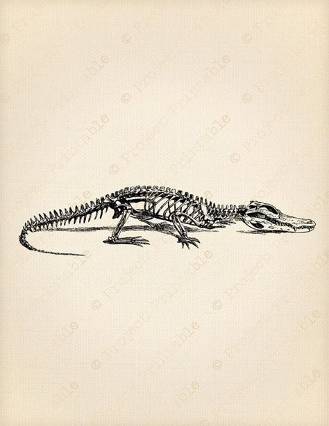 Alligator Skeleton, Crocodile Skeleton, Anatomical Illustration, Alligator Tattoo, Crocodile Tattoo, Alligators Art, Skeleton Tattoo, Petit Tattoo, Skeleton Drawings