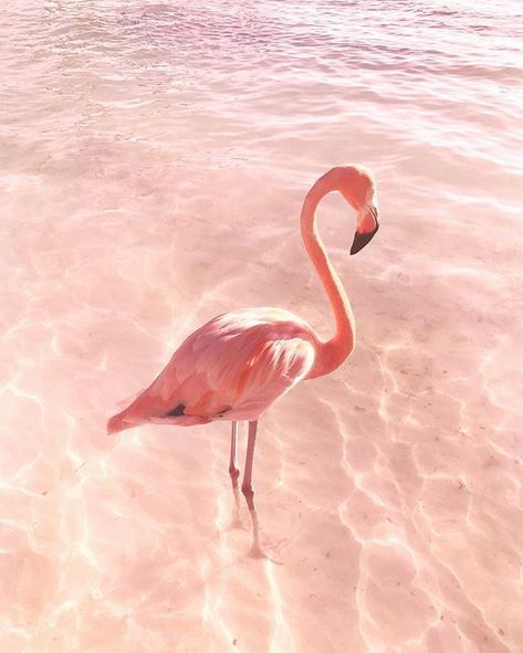 ~ It's a Colorful Life ~ Swan Wallpaper, Flamingo Pictures, Pink Swan, Flamingo Wallpaper, Eye Logo, Pink Cloud, Shotting Photo, Plain Wallpaper, Pink Animals