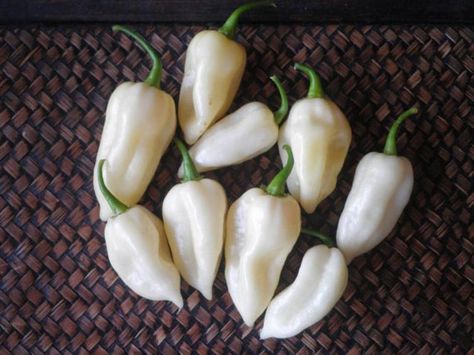 Hey, I found this really awesome Etsy listing. white ghost chili bhut joloki Ghost Chili, Bhut Jolokia, Ghost Pepper, Ghost Peppers, White Ghost, Pepper Seeds, Organic Seeds, Chili Pepper, Stuffed Hot Peppers