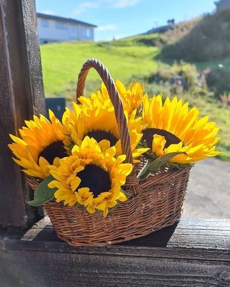 Good Morning Sunflowers, Sunflower Photography, Sunflowers And Daisies, Sunflower Pictures, Sunflower Wallpaper, Sunflower Fields, Beautiful Rose Flowers, Flower Basket, Beautiful Roses