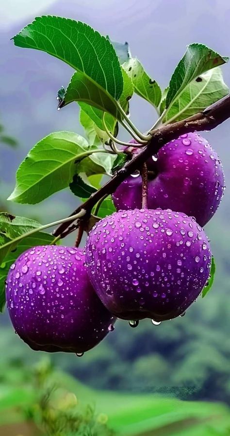 Tropical Fruit Photography, Attractive Wallpaper, Fruits And Vegetables Pictures, Cute Wallpapers For Android, Fruit World, Attractive Wallpapers, Lotus Flower Pictures, Vegetable Pictures, Android Wallpaper Art