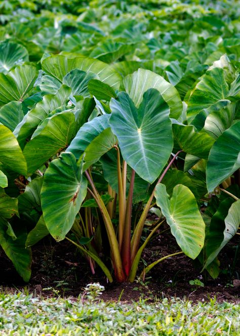 Colocasia Esculenta, Taro Plant, Hawaiian Plants, Ficus Pumila, Elephant Ear Plant, Plant Guide, Elephant Ears, Tropical Landscaping, Foliage Plants