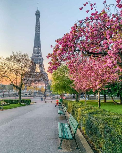 Best spots with Cherry Blossoms in Paris. You will get here all the best spots to see cherry blossoms in Paris with their exact locations, the best timing to see them, and my local tips. I'm sharing everything you need to know about the sakuras in Paris! 
Enjoy your trip to Paris in the springtime! Paris In Spring, Spring In Paris, Springtime In Paris, Paris Place, Picture Places, Paris Travel Guide, Beautiful Paris, Paris Vacation, Spring Pictures