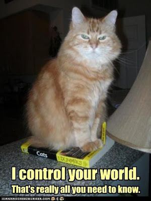 I control your world International Cat Day, Cat Quotes, Funny Cat Memes, Funny Cat Pictures, Orange Cat, Crazy Cat Lady, Animal Memes, Crazy Cats, Cat Pics