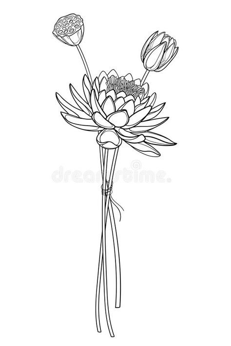 Lotus Seed Pod Drawing, Lotus Pod Tattoo, Lotus Bouquet Tattoo, Waterlilly Tattoo Drawing, Lotus Flower Bouquet Tattoo, Water Lily Flower Tattoo, Apsara Tattoo, Water Lily Drawing, Lotus Flower Seeds