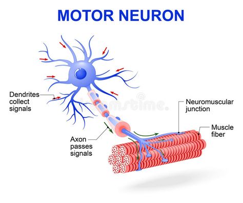 Neuron Diagram, Types Of Neurons, Nervous System Anatomy, Glial Cells, Scanning Electron Micrograph, Motor Neuron, Technology Life, Nursing School Notes, Teaching Biology