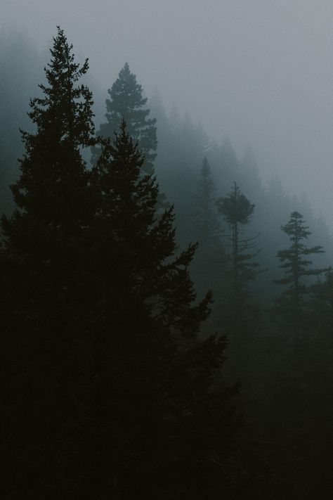 The foggy, moody, beautiful PNW - trees in thick fog along the Oregon coast. Foggy Oregon Coast, Moody Pacific Northwest, Moody Pnw Aesthetic, Pnw Wallpapers, Pnw Core, Ivan Painting, Gothic Kingdom, Pnw Gothic, Screen Trees