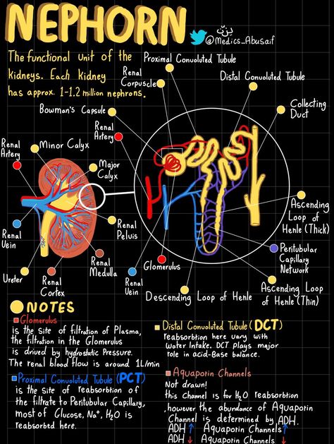 Nephron Anatomy Notes, Kidney Project, Kidney Nephron, Human Body Diagram, Learn Biology, Medical Notes, Nursing School Essential, Study Biology, Medical School Life