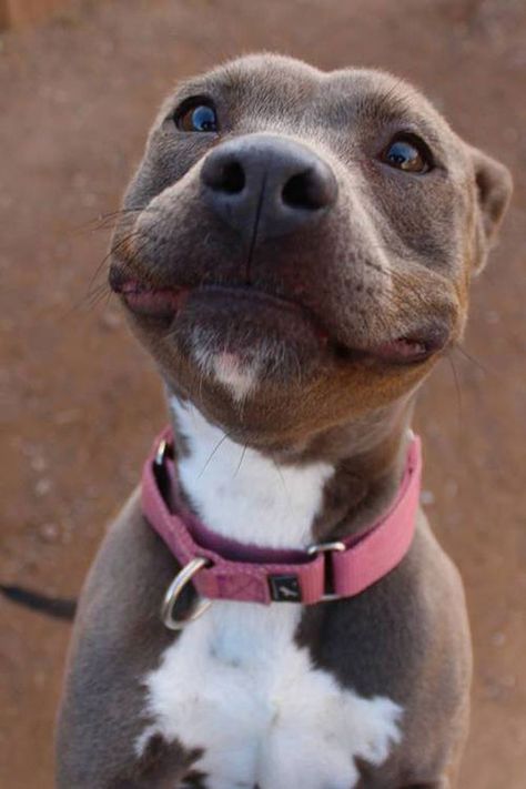 If This Isn't The Perfect Pibble Smile, Then I Don't Know What Is Ras Anjing, Psy I Szczenięta, 강아지 그림, Smiling Dogs, Smile On, Happy Dogs, Dog Pictures, I Love Dogs