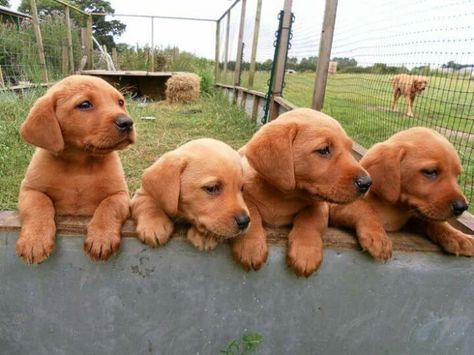 Wow.. Love them...cute Fox Red Labrador Puppy, Red Lab Puppies, Lab Pups, Labrador Puppies For Sale, Labrador Retriever Facts, Ras Anjing, Fox Red Lab, Fox Red Labrador, Red Labrador