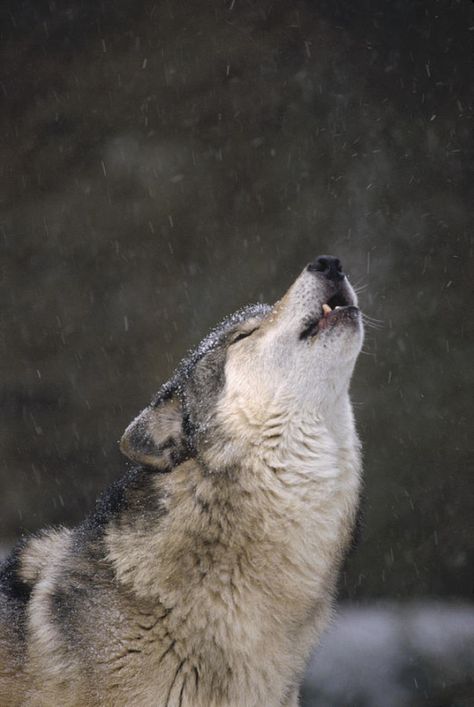 Timber Wolf, Up To The Sky, Wolf Love, Red Wolf, Howling Wolf, Float Frame, Wolf Howling, Wolf Dog, Wolves