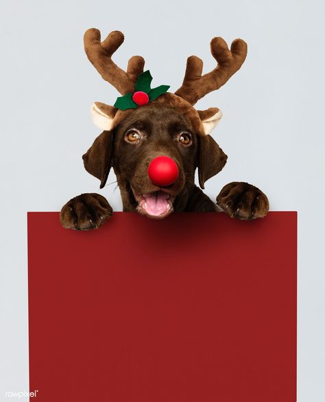 Adorable Labrador Retriever puppy wearing a Christmas reindeer headband holding a red board mockup | premium image by rawpixel.com / Teddy Rawpixel Hot Dog Dog, Baby Labrador, Christmas Tree And Dogs, Dog Treats Homemade, Dressed Up Dogs, Labrador Retriever Puppy, Puppy Wallpaper, Yellow Labrador Retriever, Hot Dog Recipes