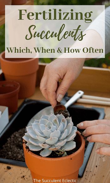 Manure Tea, Water Succulents, Succulent Fertilizer, Grow Succulents, How To Water Succulents, Garden Succulents, Tattoo Plant, Growing Succulents, Succulent Gardening