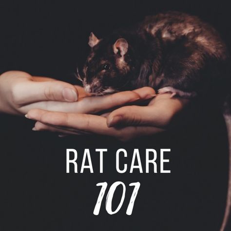 Everything you need to know about pet rats. #Iloverats #petrats #ratlove #ratsrule #ratcare Rat Ideas, Biome Project, Pet Rat Cages, Baby Rat, Rat Care, Floor Cleaners, Gus Gus, Pet Things, Rat Cage