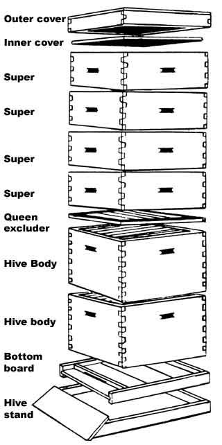 Langstroth Hive Plans | Hives should not be set directly on the ground. Some sort of hive ... Langstroth Hive Plans, Bee Hives Boxes, Bee Farming, Langstroth Hive, Bee Hive Plans, Backyard Bee, Beekeeping For Beginners, Raising Bees, Backyard Beekeeping