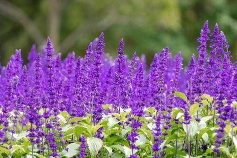 10 Best Wisconsin Perennials - Garden Lovers Club Wisconsin Flower Garden, Wisconsin Landscaping Ideas, Wisconsin Gardening, Wisconsin Landscape, Tall Purple Flowers, Wisconsin Garden, Salvia Plants, Purple Flowering Plants, Landscape Details