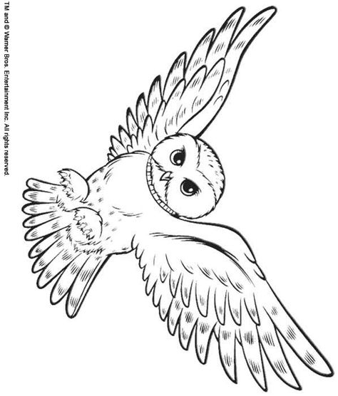 back ♥ Print this Snowy Owl color page Animal coloring pages ... Edwige Harry Potter, Carte Harry Potter, Harry Potter Weihnachten, Harry Potter Coloring Pages, Harry Potter Theme Birthday, Cumpleaños Harry Potter, Harry Potter Owl, Harry Potter Bday, Harry Potter Classroom