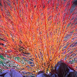 Dogwood Bush, Cornus Sanguinea, Dogwood Shrub, Red Twig Dogwood, Twig Dogwood, Floribunda Roses, Spring Hill Nursery, Perennial Bulbs, Brick Garden