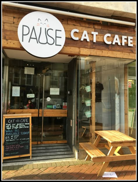 Pause Cat Cafe - Bournemouth, Dorset, UK - LifeBeyondBorders Pet Cafe Aesthetic, Cat Cafe Design, Dog Cafe Aesthetic, Cat Cafe Interior, Cat Cafe Aesthetic, Cat Coffee Shop, Cat Cafes, Pet Cafe, Coffee Shop Concept