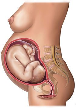 Week 36 Trimester By Weeks, 40 Weeks Pregnant, Third Trimester Pregnancy, 36 Weeks Pregnant, Pregnancy Calculator, Cord Blood Banking, 36 Weeks, Fit Pregnancy, Fetal Development