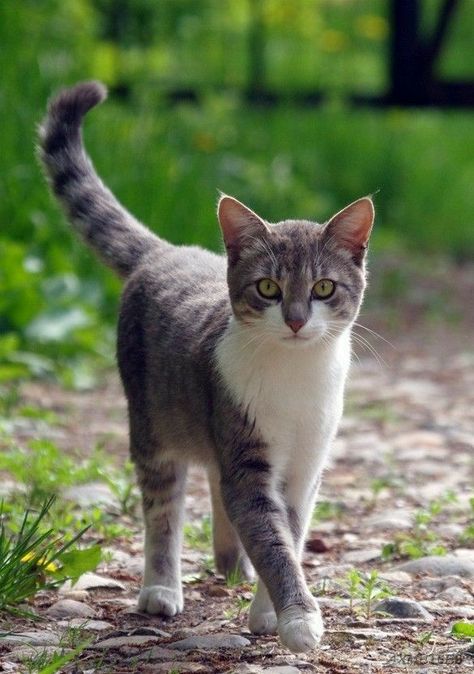 Blue Tabby Cat, Grey Striped Cat, Gray Striped Cat, Grey White Cat, Gray And White Cat, Grey Tabby Cat, Gray Tabby Cat, Cat Walking, Gray Tabby