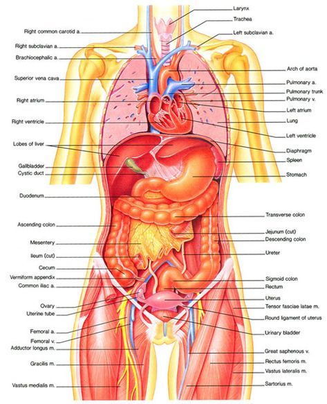 Intro to Anatomy 6: Tissues, Membranes, Organs - Freethought Forum Human Organ Diagram, Human Body Organs Anatomy, Body Organs Diagram, Body Anatomy Organs, Human Anatomy Picture, Human Anatomy Female, Human Body Diagram, Picture Of Body, Anatomy Organs