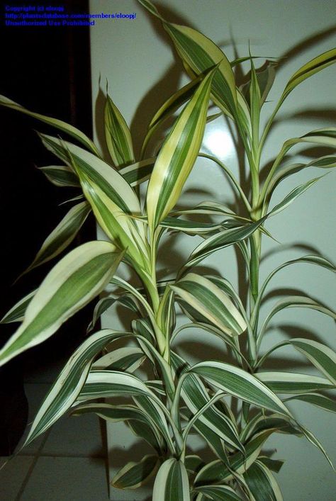 Graceful yet touch fountatin of green and white stripes, growing 4-5′ tall. Description from lawnpatiobarn.wordpress.com. I searched for this on bing.com/images Dracaena Care, Dracaena Sanderiana, Bathroom Flowers, Ribbon Plant, Lucky Bamboo Plants, Dracaena Plant, نباتات منزلية, Indoor Trees, Lucky Bamboo