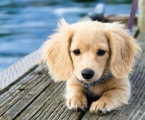 Golden Retriever / Dachshund mix! Golden Retriever Dachshund, Ras Anjing, Dachshund Puppy Long Haired, Haiwan Comel, Anak Haiwan, Dachshund Funny, Cele Mai Drăguțe Animale, Golden Retriever Mix, Psy I Szczenięta