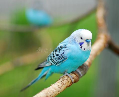 Budgerigar Bird, Blue Budgie, Blue Parakeet, Budgies Bird, Budgie Parakeet, Parrot Pet, Orang Utan, Pet Monkey, Australian Birds