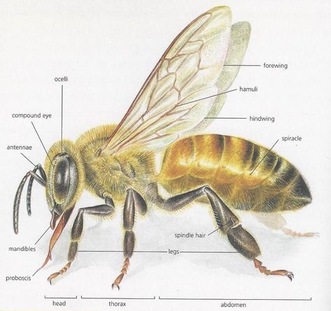 Bee Diagram, Bee Anatomy, Anatomy Tattoo, Bee Drawing, Worker Bee, Buzzy Bee, I Love Bees, Bees And Wasps, Bee Keeper