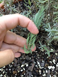 Propagating Lavender, Diy Illustration, How To Propagate Lavender, White Arch, Lavender Plants, Growing Lavender, Herb Gardening, Lavender Garden, Lavender Plant