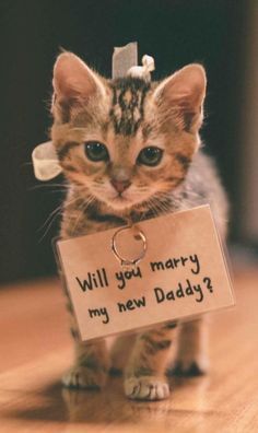 Kitten Proposal, Cat Proposal Ideas, Book Proposal Engagement, Cat Proposing, Butterfly Proposal, Cat Proposal, Cat Wedding Ideas, Gf Proposal Ideas, Puppy Proposal