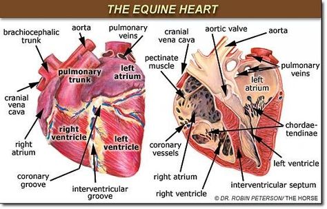 The Equine Heart Equine Vet Tech, Vet Study, Equine Science, Veterinarians Medicine, Equine Veterinarian, Equine Massage, Equine Veterinary, Equine Care, Horse Information