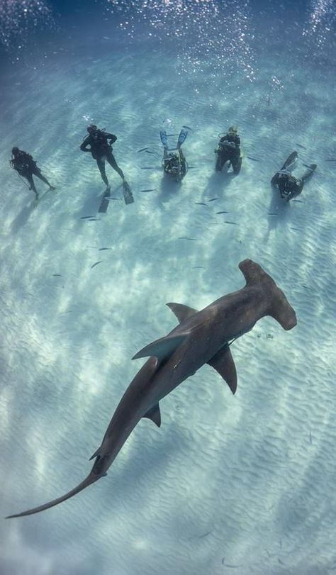 Swimming With Sharks, Scuba Diving Photography, Shark Pictures, Best Scuba Diving, Scuba Gear, Scuba Diving Gear, Shark Diving, Hammerhead Shark, Water Adventure