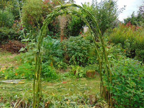 Garden Arches Ideas Backyards, Rose Arches Garden, Garden Arches Ideas, Arches Garden, Garden Arch Ideas, Willow Arch, Garden Archway, Willow Garden, Arch Ideas