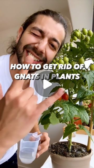 Kill Gnats In House Plants, Diy Gnat Repellant, Get Rid Of Plant Gnats, Plant Gnats How To Get Rid, How To Kill Gnats In House Plants, How To Get Rid Of Plant Gnats, Get Rid Of Gnats In The House, How To Get Rid Of Gnats In House Plants, Gnats In House Plants