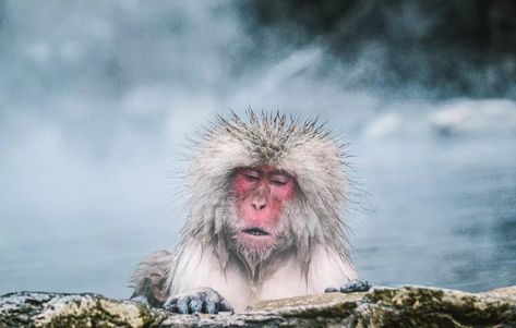 Nagano Snow Monkeys, Monkey Habitat, Japan September, Japanese Alps, Jigokudani Monkey Park, Japanese Monkey, Snow Monkeys, Onsen Bath, Japanese Onsen