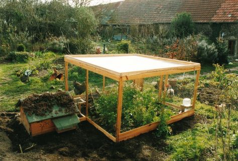 An early quail set up Quail House, Button Quail, Quail Coop, Raising Quail, Portable Chicken Coop, Mother Hen, Best Chicken Coop, Chicken Cages, Free Range Chickens