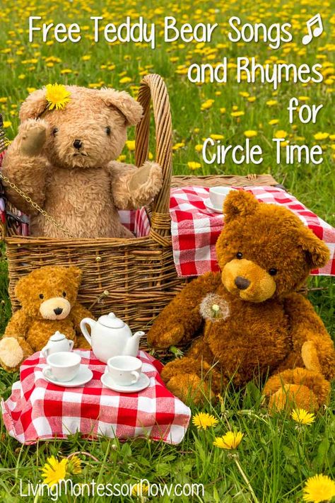 Lots of free and fun teddy bear songs and rhymes for circle time. Teddy bear songs, other fun not-real-animal bear songs, and silly bear songs for toddlers and preschoolers - Living Montessori Now #toddler #preschool #homeschool #teddybear #teddybearpicnic #teddybearsongs Teddy Bear Picnic Activities Kindergarten, Teddy Bear Songs Preschool, Teddy Bear Picnic Theme, Preschool Bear Songs, Teddy Bear Picnic Kindergarten, Bear Songs Preschool, Teddy Bears Picnic Activities, Teddy Bear Activities For Preschool, Teddy Bear Crafts Preschool