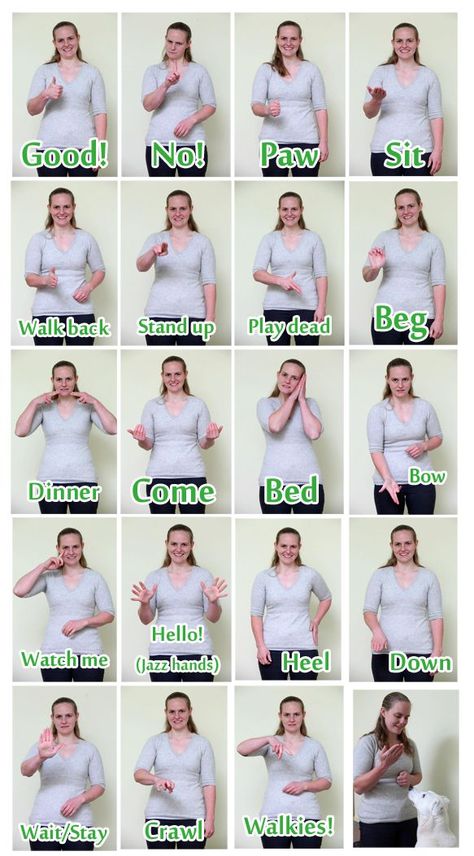 Sign language for deaf dogs. TIP: always teach hand signals with vocal commands. Sometimes dogs become deaf with age and communication becomes difficult. Dog Sign Language, Deaf Dog Training, Deaf Dog, Elderly Dogs, Dog Training Obedience, Dog Obedience, Obedience Training, Dog Behavior, Dog Trainer