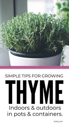 Low Maintenance Plants For Outdoor Pots, Grow Thyme Indoors, How To Grow Thyme Indoors, Growing Thyme In Pots, Uses For Fresh Thyme, Growing Thyme Indoors, How To Grow Thyme, Herb Garden In Pots, Growing Spices