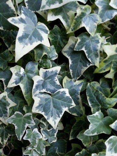 Variegated Ivy "California Gold" / Hedera Helix Ivy Draw, Variegated Ivy, Terraced Backyard, Hedera Helix, California Gold, Colorful Plants, White Gardens, Forest Landscape, Garden Fencing