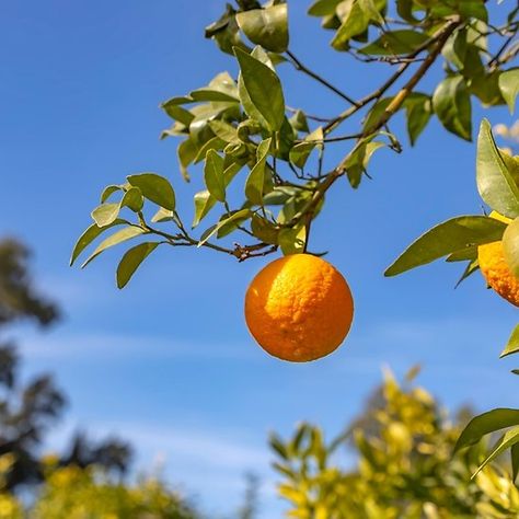 Orange Branch Photography, Tangerine Photography, Fruit References, Orange Tree Branch, Clementine Tree, Orange Branch, Food References, Tangerine Tree, Food Reference