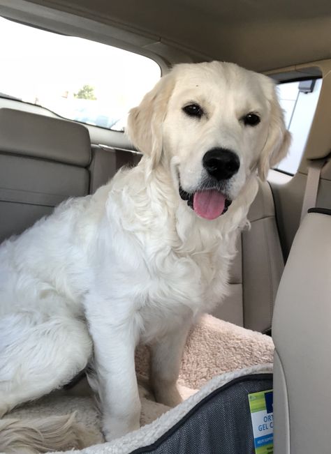 White Golden Retriever White Labrador Retriever, White Golden Retriever Aesthetic, White Golden Retriever Puppy, White Retriever, White Golden Retriever, English Cream Golden Retriever, Perros Golden Retriever, Cream Golden Retriever, English Golden Retrievers