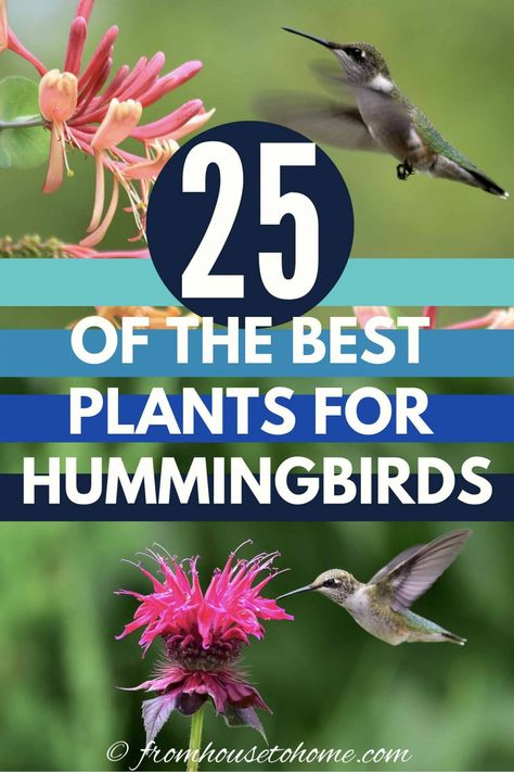 25 of the Best Plants For Hummingbirds | Birds In The Garden Hummingbird Plants Perennials, Flowers Hummingbirds Like, Plants For Hummingbirds, Hanging Basket Flowers, Attracting Hummingbirds, Sage Bush, Basket Flowers, Hummingbird Plants, Attract Hummingbirds