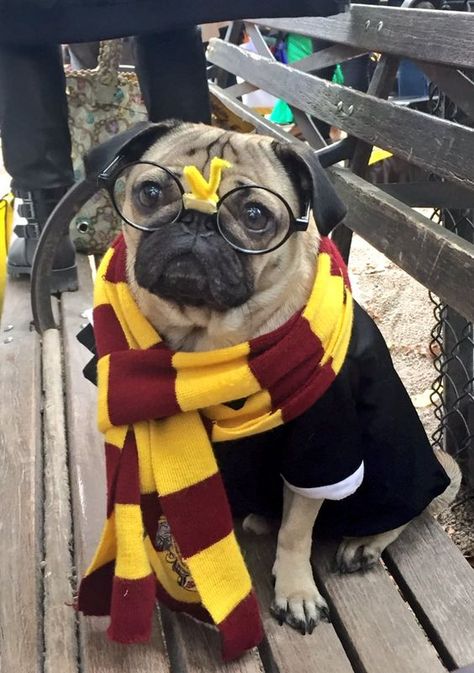 Pug Halloween Costumes, Pugs In Costume, Dog Parade, Animal Halloween Costumes, Puppy Costume, Baby Pugs, Diy Dog Costumes, Dog Halloween Costumes, Pugs Funny